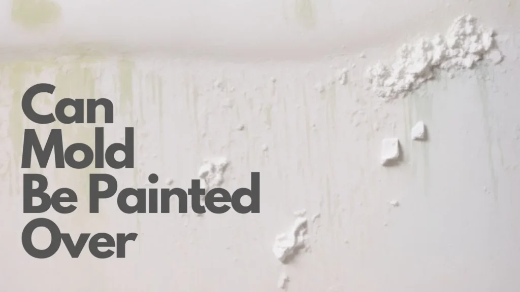 Can Mold Be Painted Over